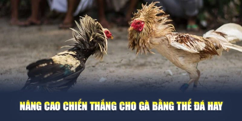 Nâng cao chiến thắng cho gà bằng thế đá hay